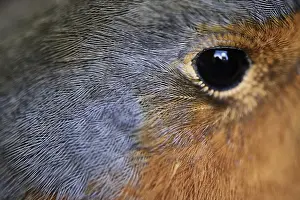 Wild Animal Images Germany Drucke: Close-up of a robin (Erithacus rubecula)