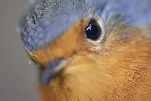German Songbird Images Drucke: Close-up of a robin (Erithacus rubecula)