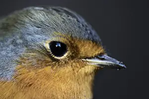 European Robins In The Wild Drucke: Close-up of a robin (Erithacus rubecula)