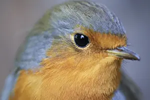 European Robins In The Wild Drucke: Close-up of a robin (Erithacus rubecula)