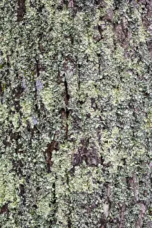 European Nature Images Drucke: Close-up of rough, textured tree bark