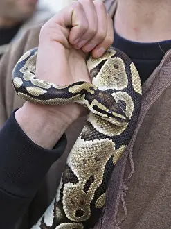 Drucke von Ein königlicher Python oder Ballpython schlingt sich um den Arm seines Handlers Python Drucke: Ein Python wickelt sich um den Arm seines Halters