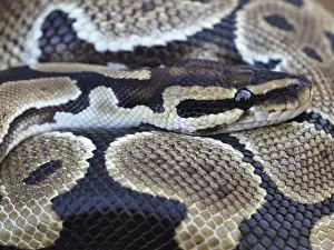 Drucke von Ein königlicher Python, auch bekannt als Ballpython, zeigt seine atemberaubende und intricate Skalengeometrie während er sich ausruht Python Drucke: Ein näheres Bild eines Königsnattern, auch als Ball Python bekannt.