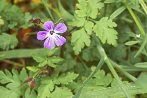 Nature Close Up Photos Drucke: Close-up, Ruprechtskraut (Geranium robertianum)