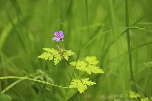 Empty Landscape With Plants Drucke: Close-up, Ruprechtskraut (Geranium robertianum)