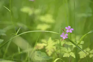 Nature In Lower Saxony Drucke: Close-up, Ruprechtskraut (Geranium robertianum)