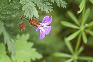 Northern Germany Nature Scene Drucke: Close-up, Ruprechtskraut (Geranium robertianum)