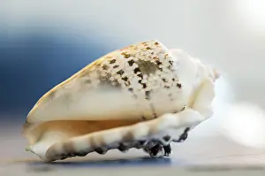 Close Up Seashell Drucke: Close-up on a seashell. Shallow depth of field