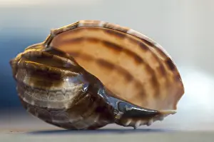 Shallow Depth Of Field Image Drucke: Close-up on a seashell. Shallow depth of field