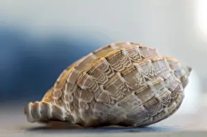 Shallow Depth Of Field Image Drucke: Close-up on a seashell. Shallow depth of field