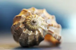 Close Up Seashell Drucke: Close-up on a seashell. Shallow depth of field