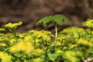 Close Up Maple Tree Drucke: Close-up of the seedling of a maple tree (Acer)