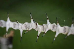 Royal Botanic Gardens UK Drucke: Close-up of sharp-edged thorns against a blurred background