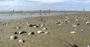 Benelux Nature Photography Drucke: Close-up of shells in the sand along an extensive beach