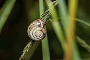 Andere Gastropoden Drucke: Nahaufnahme einer Schnecke auf Gras mit spiralförmigem Muster.