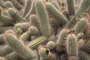 World Heritage Site UK Drucke: Close-up of the spiny surface of cacti