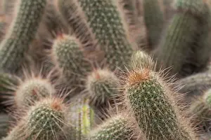 Royal Botanic Gardens London Drucke: Close-up of the spiny surface of cacti