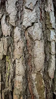 Nature Reserve Upper Franconia Germany Drucke: Close-up of the structured bark