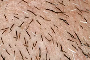 Man With Beard Drucke: Close-up of stubbles