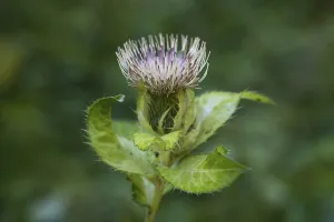 Nature In Southern Germany Drucke: Close-up of a thistle, Upper Bavaria