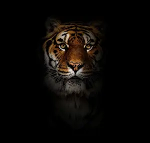 Endangered Species Photo Drucke: Close-up on a tiger facing at the camera