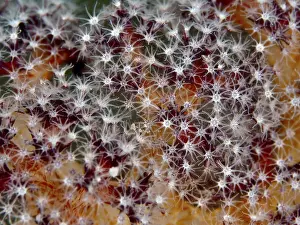 Bilder Datiert 26. Juli 2024: Red fan coral print close up star shaped polyps