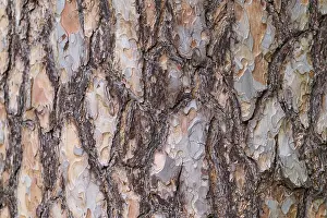 Hesse Forest Photography Drucke: Close-up of tree bark with complex structure in shades of brown and gray