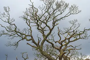 British National Park Drucke: Close-up of a tree marked by the weather