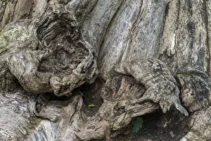 Deserted Tree Roots Drucke: Close-up of a tree root, tree
