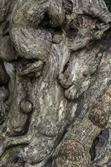 Deserted Tree Roots Drucke: Close-up of a tree root, tree