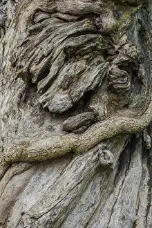 Uninhabited Forest Scenes Drucke: Close-up of a tree root, tree