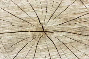Uninhabited Forest Scene Drucke: Close-up of tree stump background with a cracks