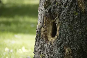 Animal Wildlife Photography Drucke: Close-up of a tree trunk with a large hole in it