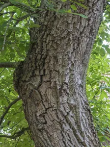 Deserted Nature Scene Germany Drucke: Close-up of a tree trunk, walnut tree