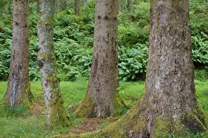 Tree Trunk Details Drucke: Close-up of the trunks of various trees in the forest