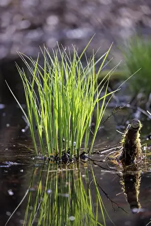 Southern Germany Nature Scene Drucke: Close-up of a tuft of grass reflected in water