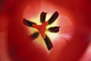 Indoor Flowering Plants Drucke: Close-up of tulip from inside