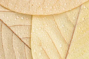 Raindrop Details Drucke: A close-up of the underside of three Magnolia