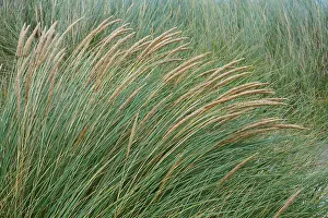 Scotland Coastal Scene Drucke: Close-up view of grass paths standing in the wind in a meadow