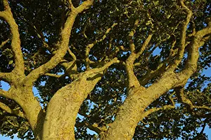 Close Up Tree Branches Drucke: Close-up view of tree branches in sunlight under clear sky
