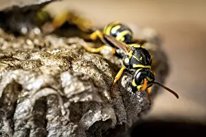 Central Europe Fauna Images Drucke: A close-up of a wasp on a textured surface
