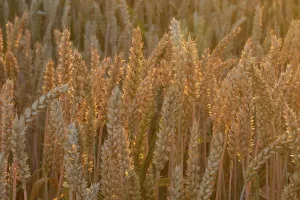 Agricultural Crop Detail View Drucke: Close-up of a wheat field in midsummer