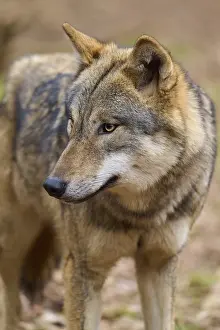 Predator Animal Images Drucke: Close-up of a wolf with attentive expression