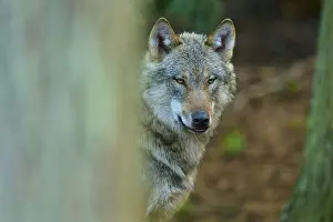 Gray Wolf Close Up Drucke: Close-up of a wolf with a clear view between trees