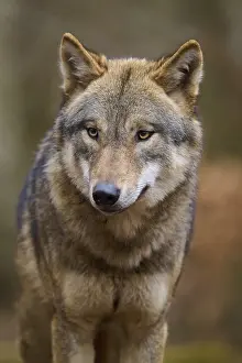 Wild Animals In Nature Drucke: Close-up of a wolf in the forest with a thoughtful expression