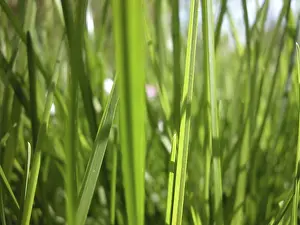 Close Up Grass Drucke: Close up view of some blade of grass