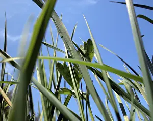 Close Up Grass Drucke: Close up view of some blade of grass