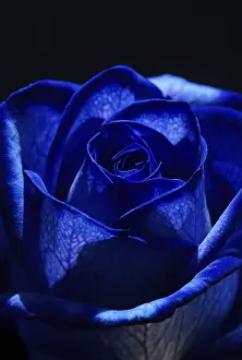 Macro Photography Of Roses Drucke: Close up view of a blue rose