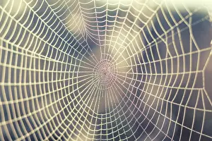 Close Up Spider Web Drucke: Close up view of the strings of a spiders web with bokeh