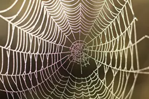 Water Drop On Spider Web Drucke: Close up view of the strings of a spiders web with bokeh